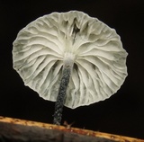 Tetrapyrgos nigripes image