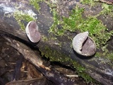 Auricularia nigricans image