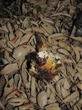 Cortinarius glutinosoarmillatus image
