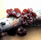 Exidia recisa image