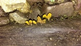 Dacryopinax spathularia image