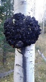 Diplodia tumefaciens image