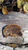 Gloeophyllum sepiarium image