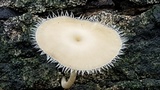 Lentinus swartzii image