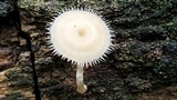 Lentinus swartzii image
