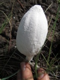 Coprinopsis nivea image