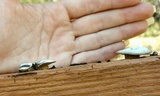 Trametes trogii image