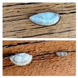 Trametes trogii image