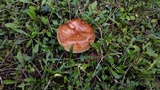 Paxillus involutus image