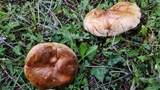 Paxillus involutus image