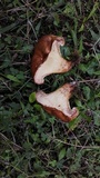 Paxillus involutus image