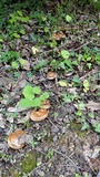 Paxillus involutus image