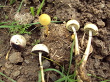 Protostropharia semiglobata image