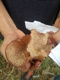Auricularia delicata image
