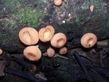 Cookeina tricholoma image