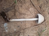 Panaeolus antillarum image