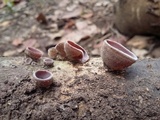 Auricularia nigricans image