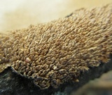 Hydnochaete olivacea image