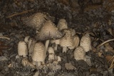 Coprinopsis variegata image