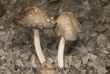 Coprinopsis variegata image