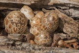 Coprinopsis variegata image