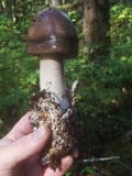 Amanita pachycolea image