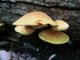 Pholiota multifolia image