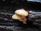 Pholiota multifolia image