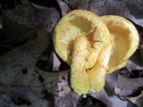 Pholiota multifolia image