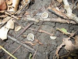 Peziza succosa image