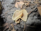 Peziza succosa image