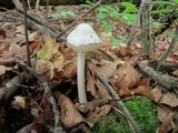 Amanita sect. Vaginatae image