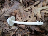 Amanita sect. Vaginatae image