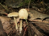 Entoloma griseum image