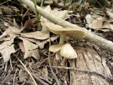 Entoloma griseum image