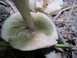 Entoloma griseum image