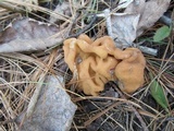 Gyromitra korfii image