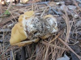 Gyromitra korfii image