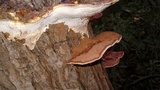 Ganoderma sessile image
