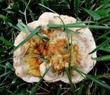 Ganoderma sessile image