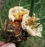 Ganoderma sessile image