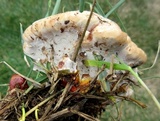 Ganoderma sessile image