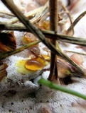 Ganoderma sessile image