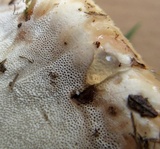 Ganoderma sessile image