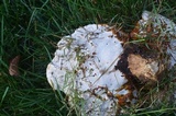 Ganoderma sessile image