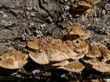 Trametes trogii image