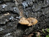 Trametes trogii image