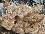 Trametes trogii image