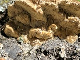 Trametes trogii image