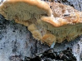 Trametes trogii image